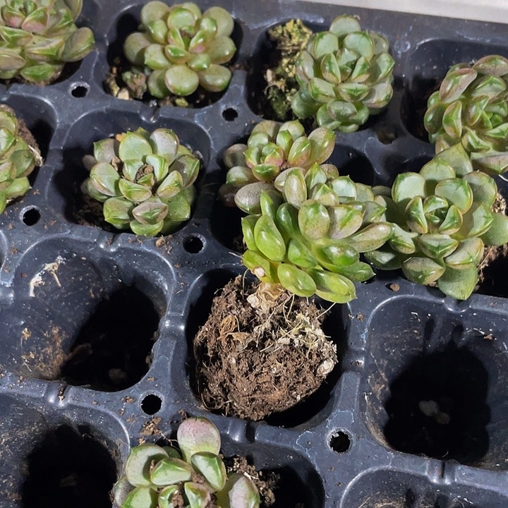 小葡萄1元带土发货