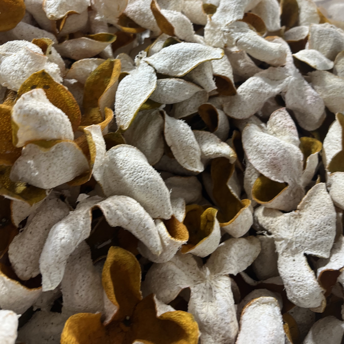 2025年礼乐圈枝大红皮新会陈皮