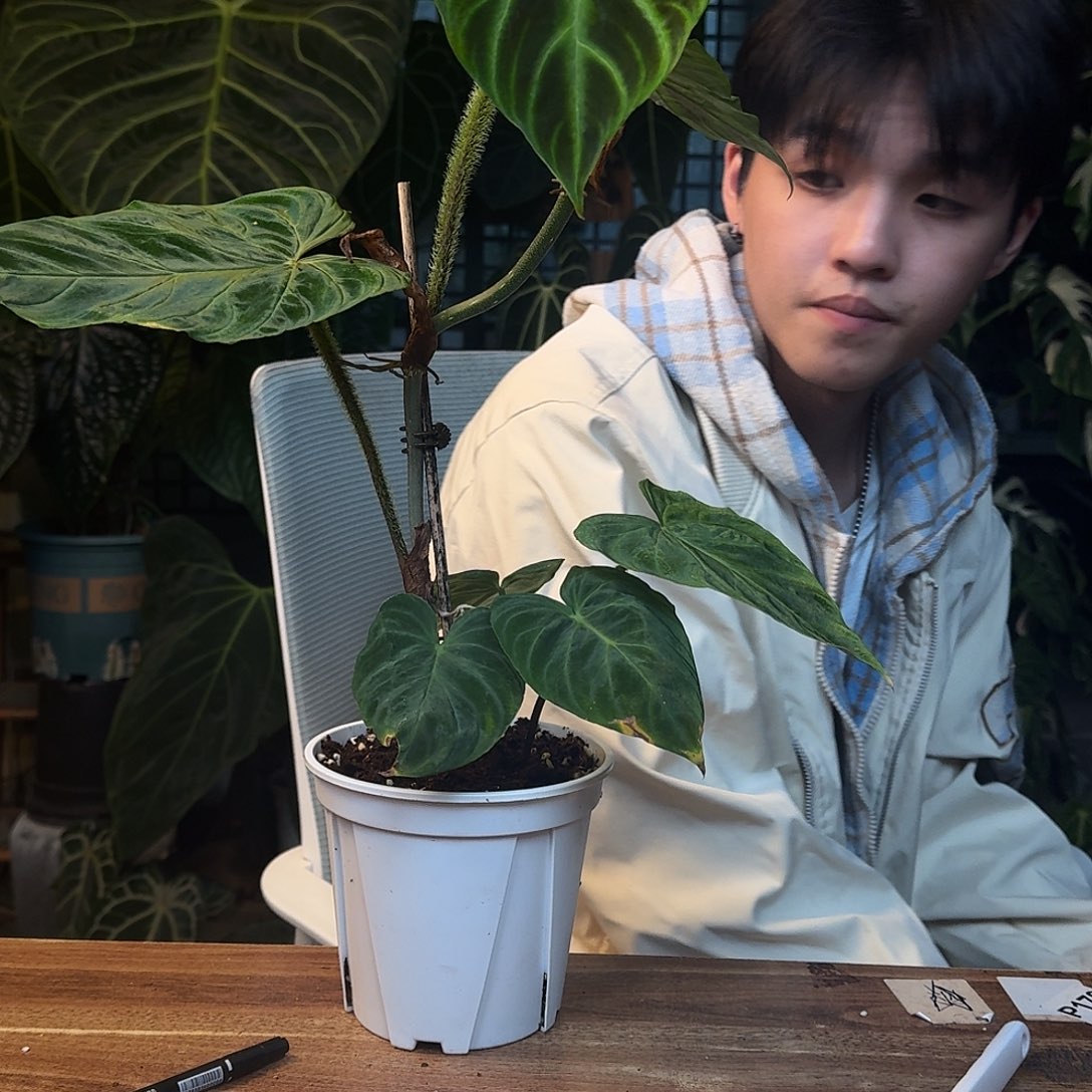 不开花植物J200南美荧光