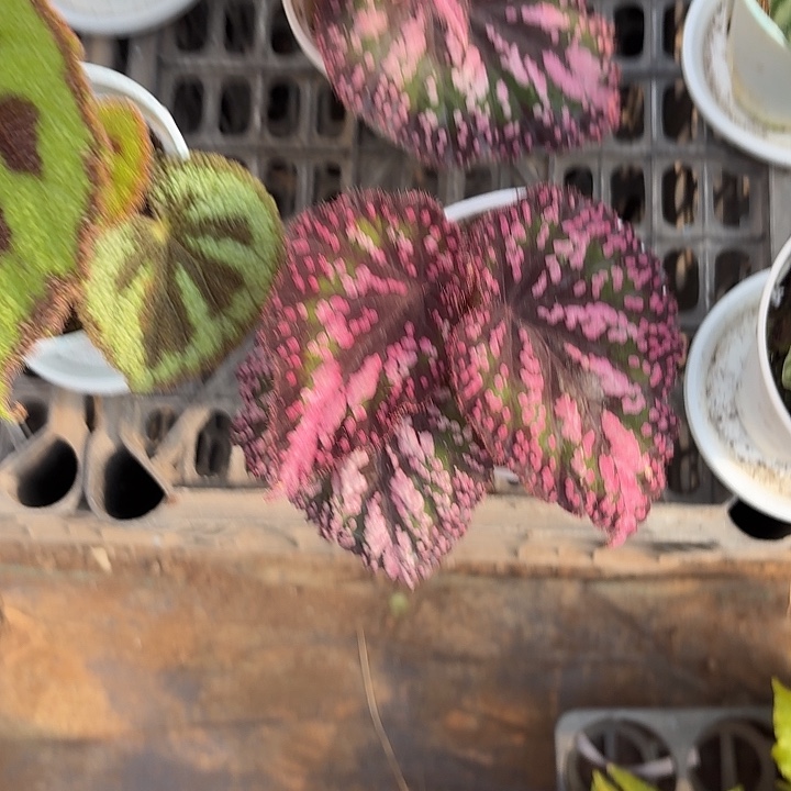 完全开放M豆秋海棠