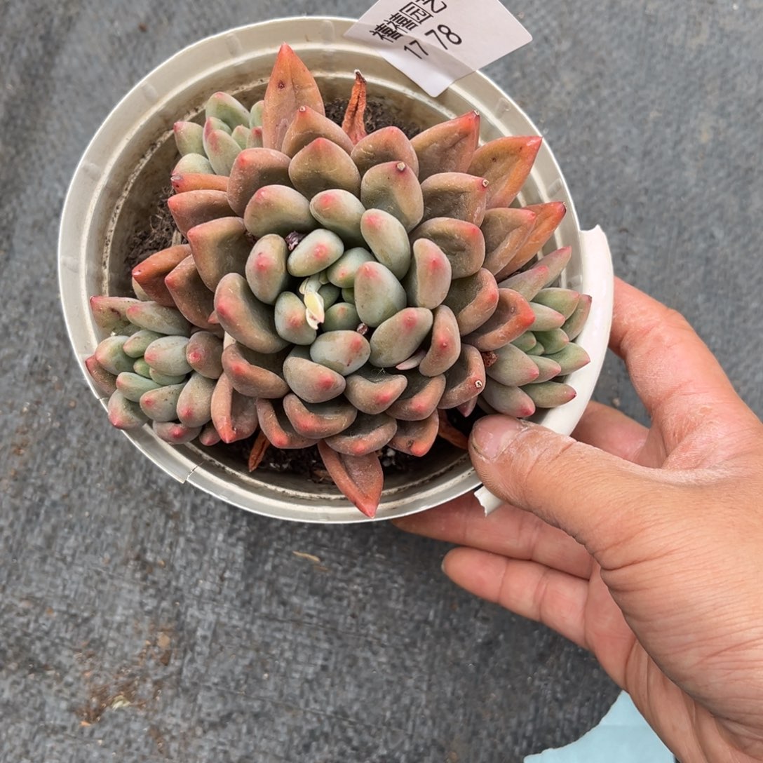 1778红蜻蜓多肉植物