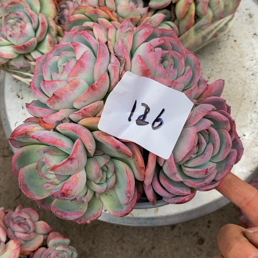 【闪购商品】锦*多肉植物的