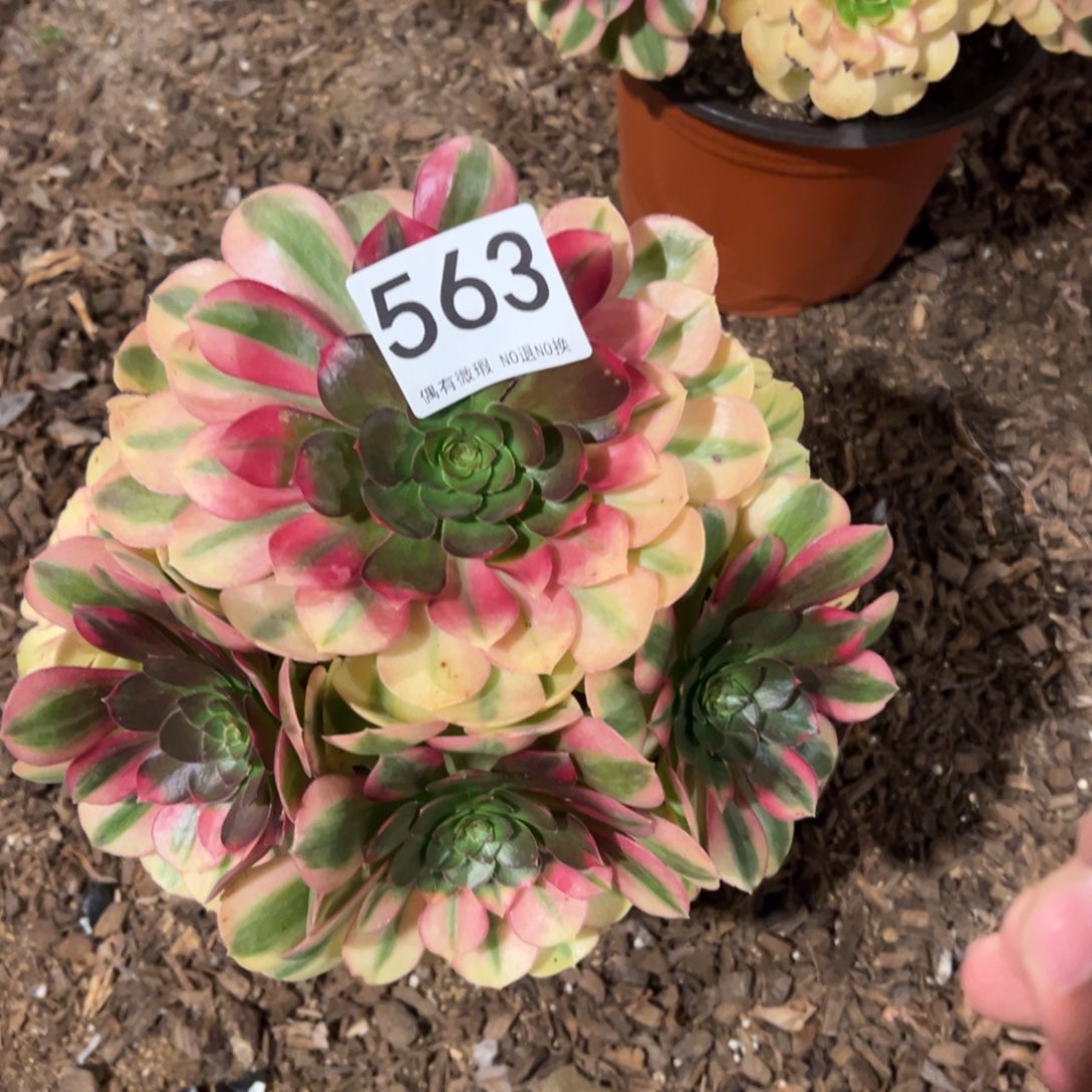 平****我是真的很喜欢这个