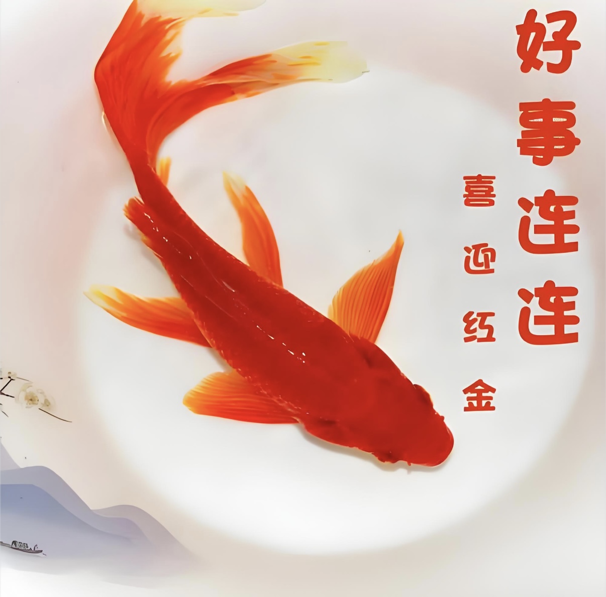 大尺寸火焰红草金鱼冷水观赏鱼好养耐活适合新手