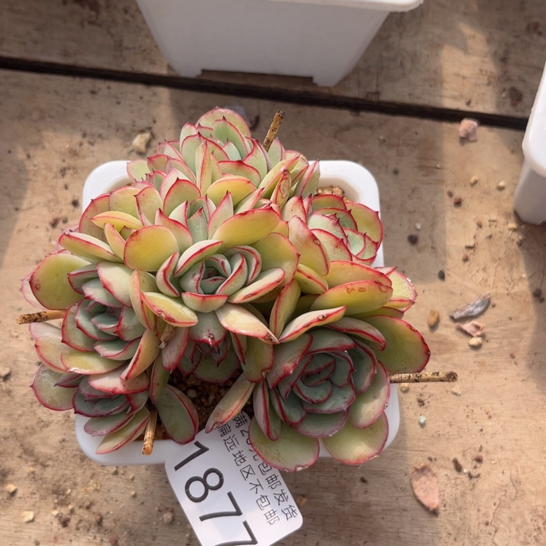 大1877:）d h c b b j k