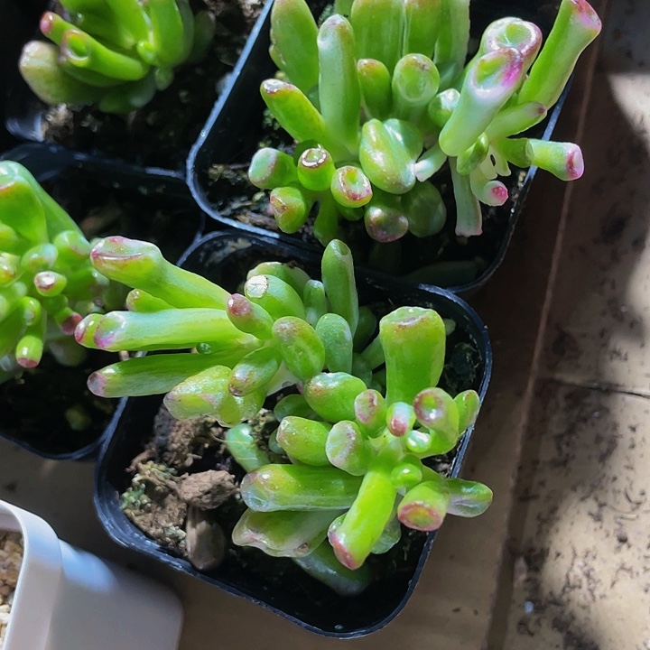 锦西财树锦带盆土