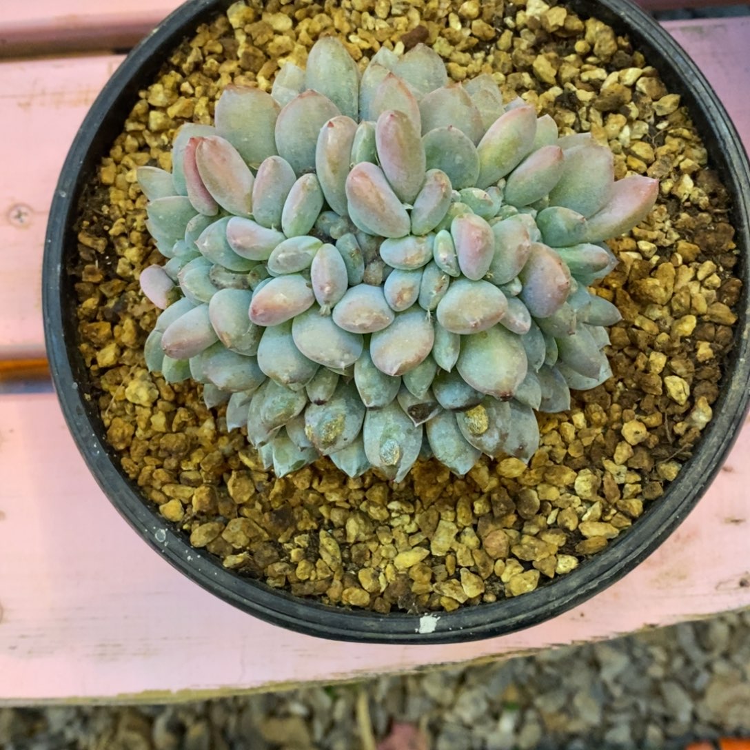 梅***了小虎多肉一物一拍星影