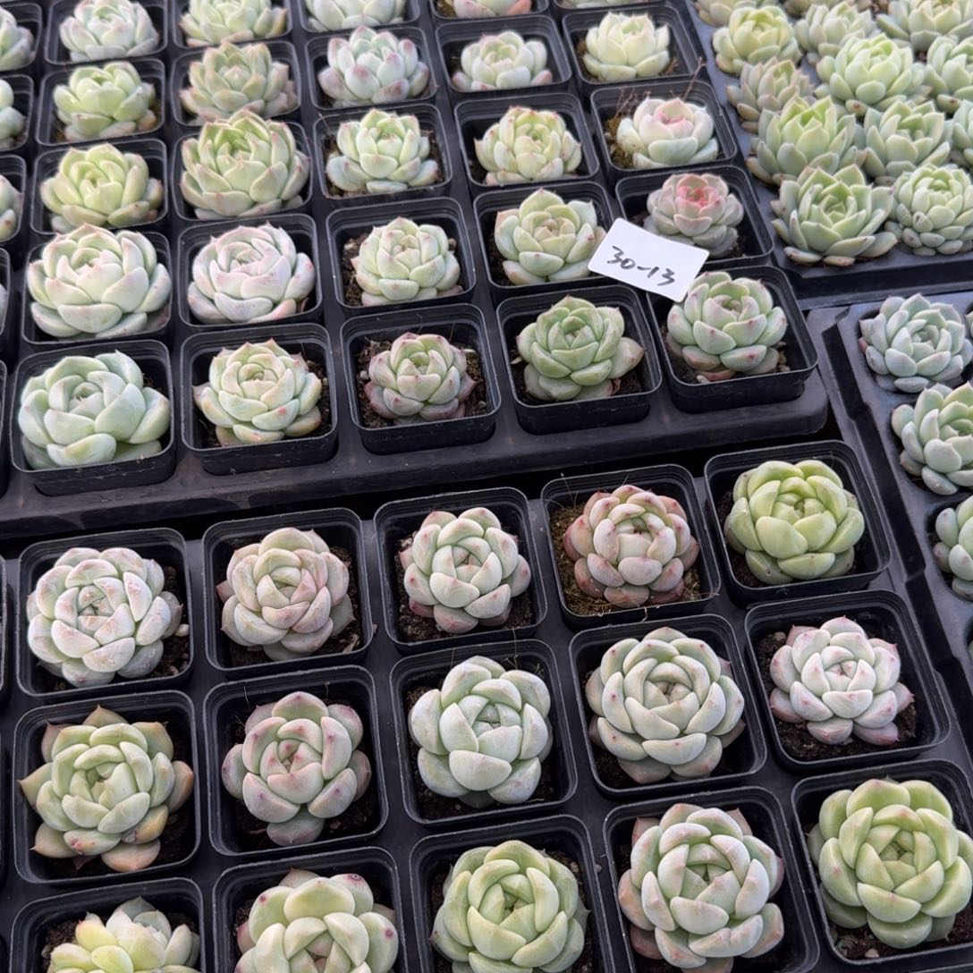 20-12珍妮五颗量拍发货