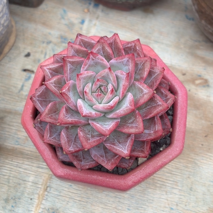 吧***多肉植物乱世家人