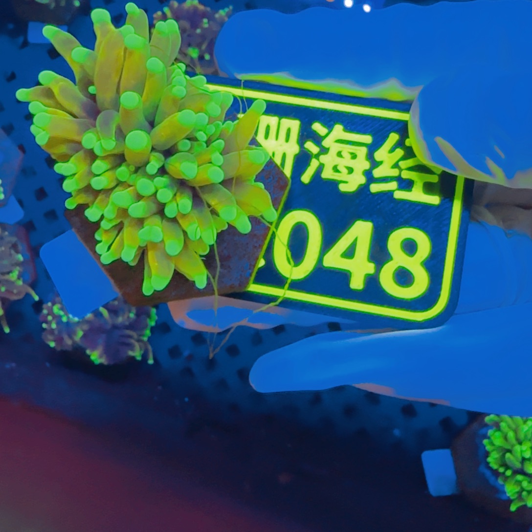 阿***斯纽扣珊瑚晓晓不包邮露骨仙本那霓虹金C048
