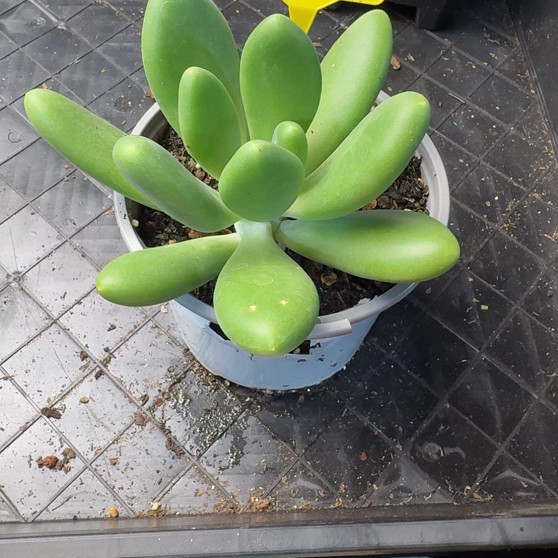 多肉植物金蟾美人931