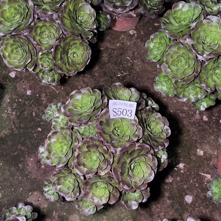 503魅金玫瑰多肉植物    