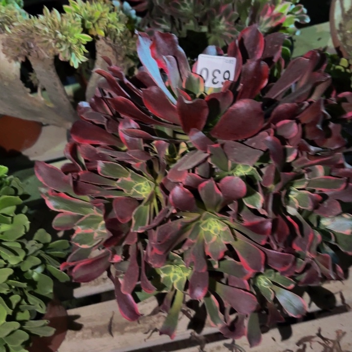 630金丝雀多肉植物不售后