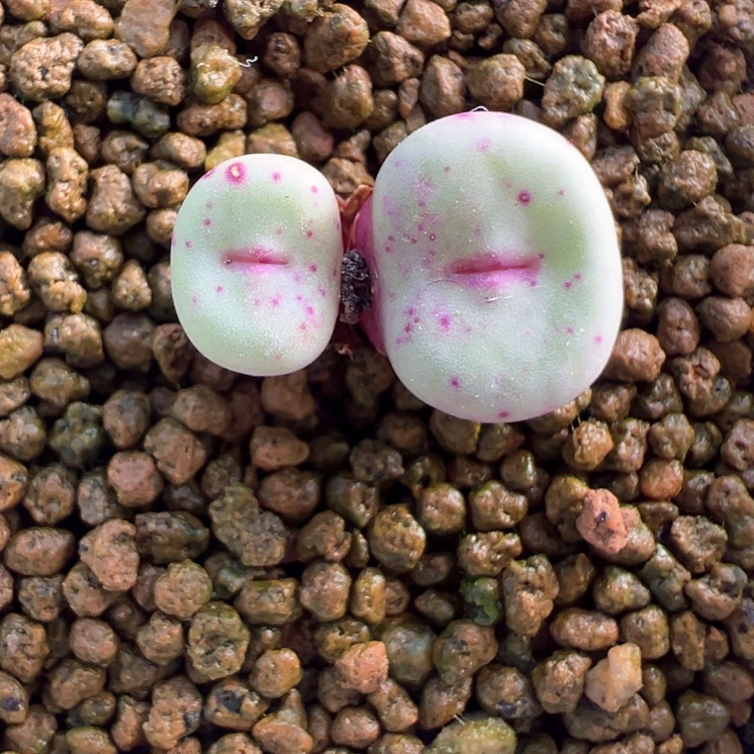 461号se福利漏。        