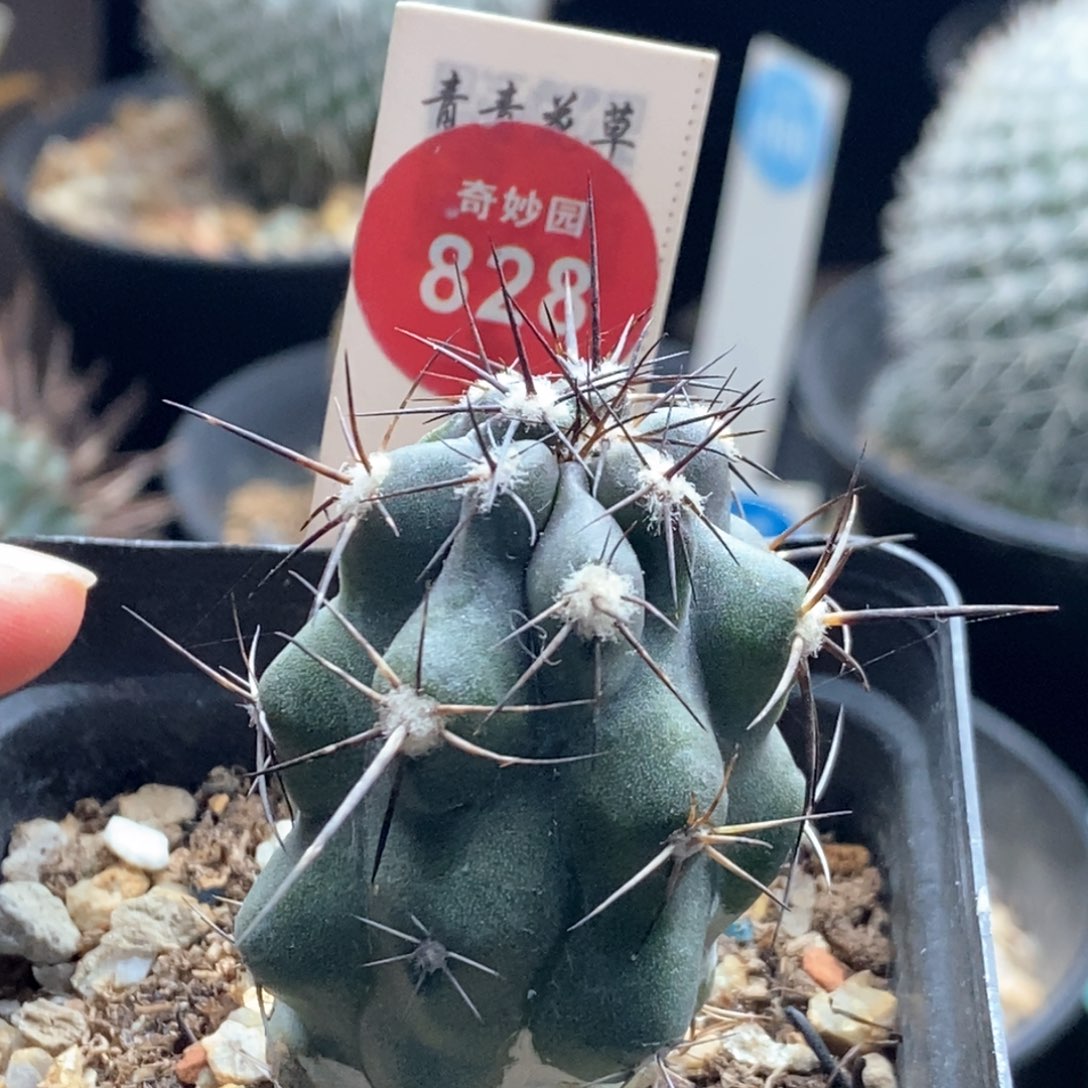 实生龙爪球3.2cm