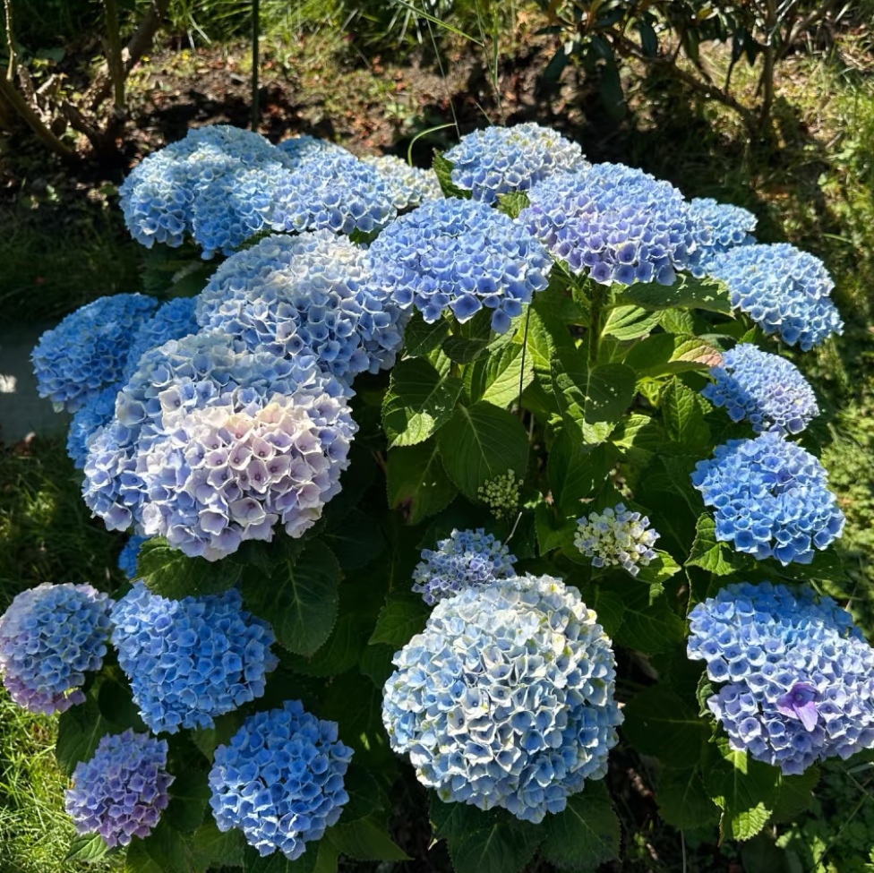 魔幻革命绣球花盆栽超耐热花期超长（不支持已发货仅退款）