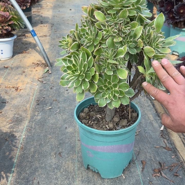 198大叶多肉多肉多肉