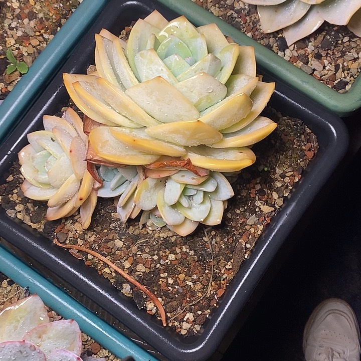 百*果27/////////////