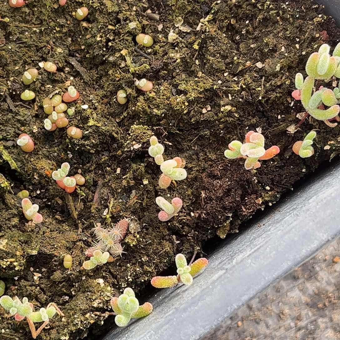 ****宝实生锦优选枝干番杏