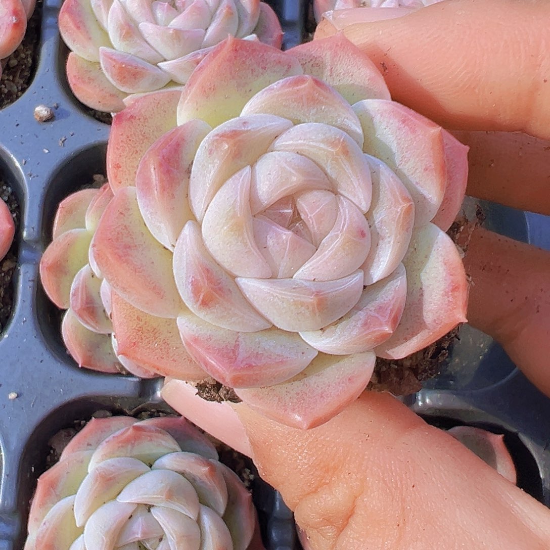 萌宝珍妮苗3颗多肉