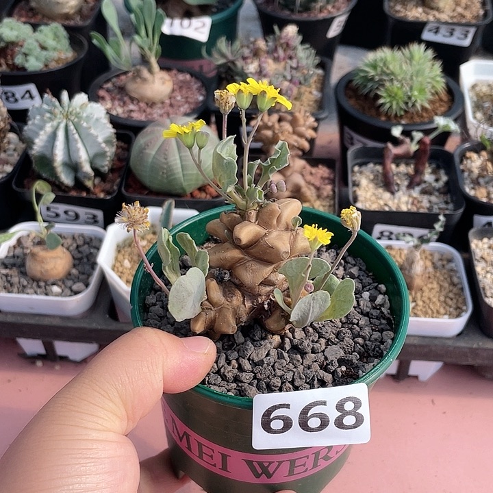 668蛮鬼塔厚墩菊块根