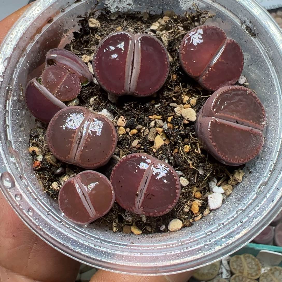 【闪购商品】 956。    