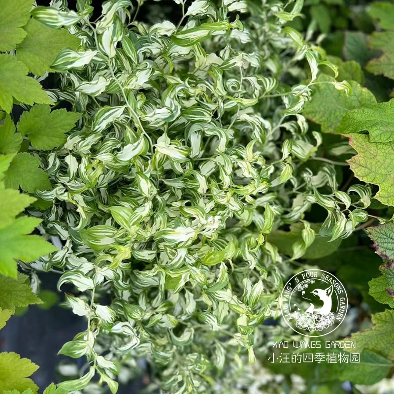 花叶万寿竹月光曲 多年生宿根观叶植物耐热耐寒 庭院阳台盆栽花苗