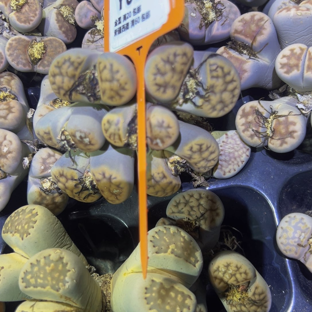 静***音089 一物一拍，默认有伤，介意勿拍，不退不换