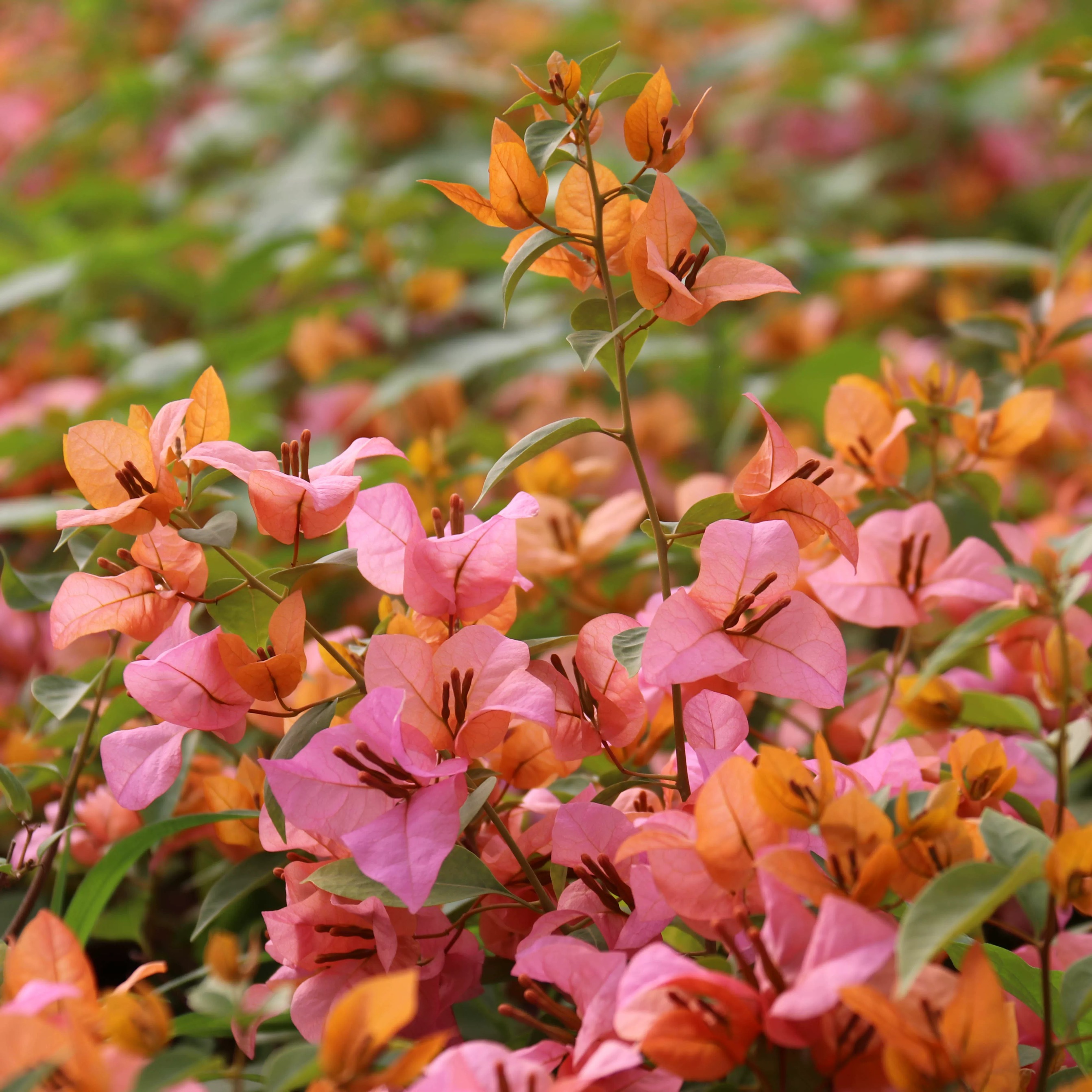 【变色龙】重瓣三角梅盆栽树苗爬藤耐寒阳台三角梅花苗四季开花
