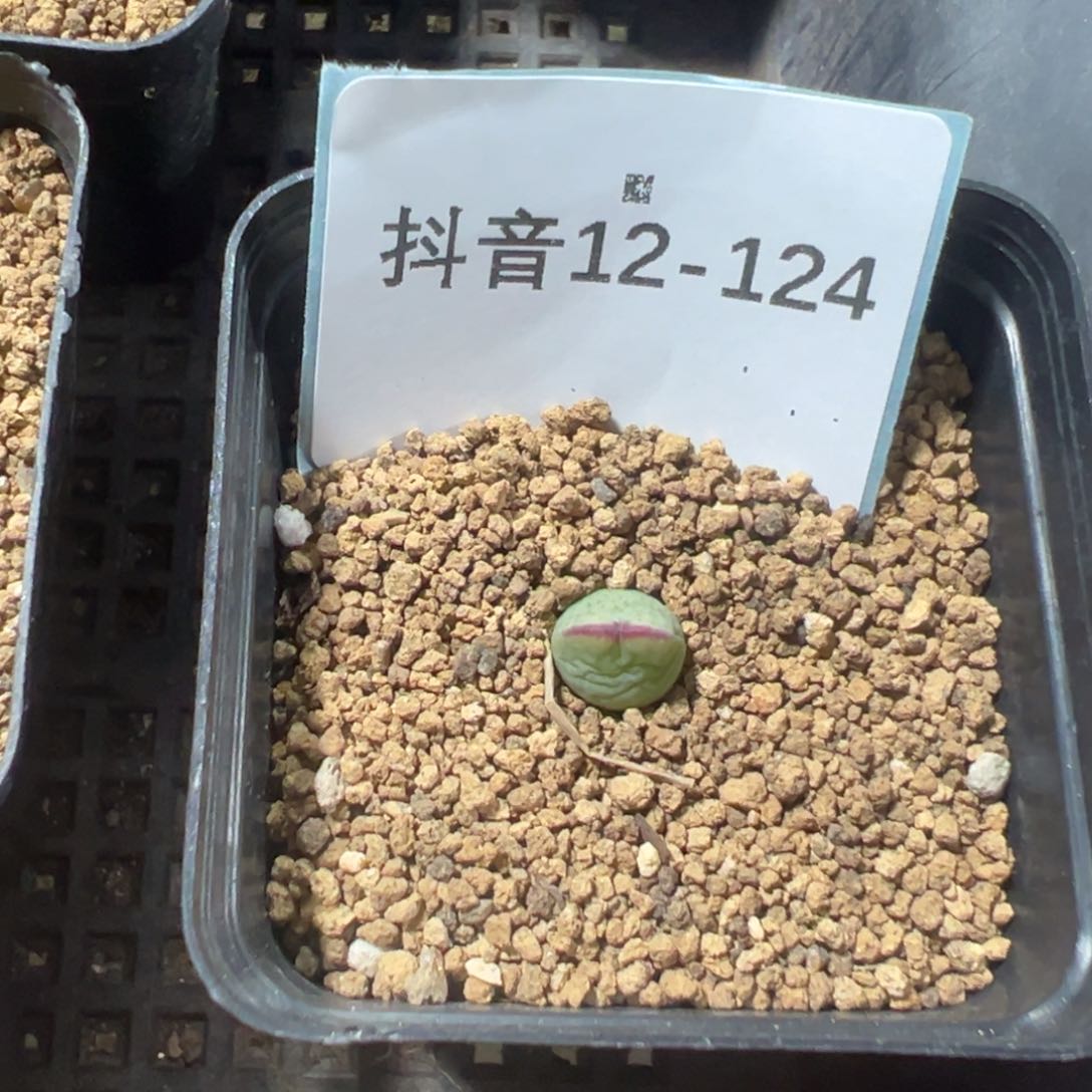 12-124肉锥多肉植物