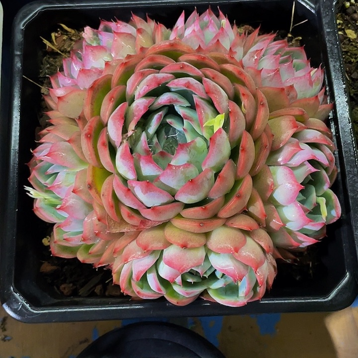 一物一拍一物一拍