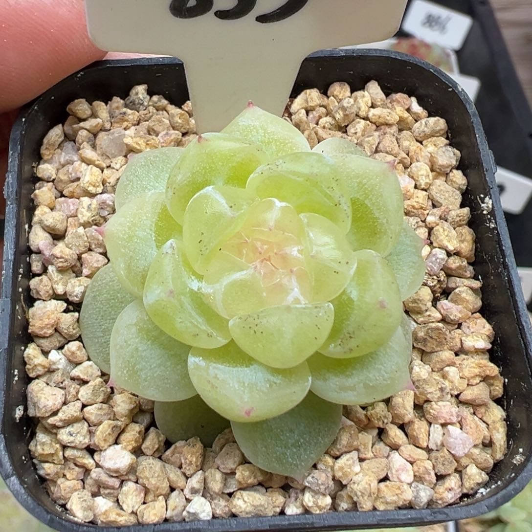 833号财富密码8888有晒斑