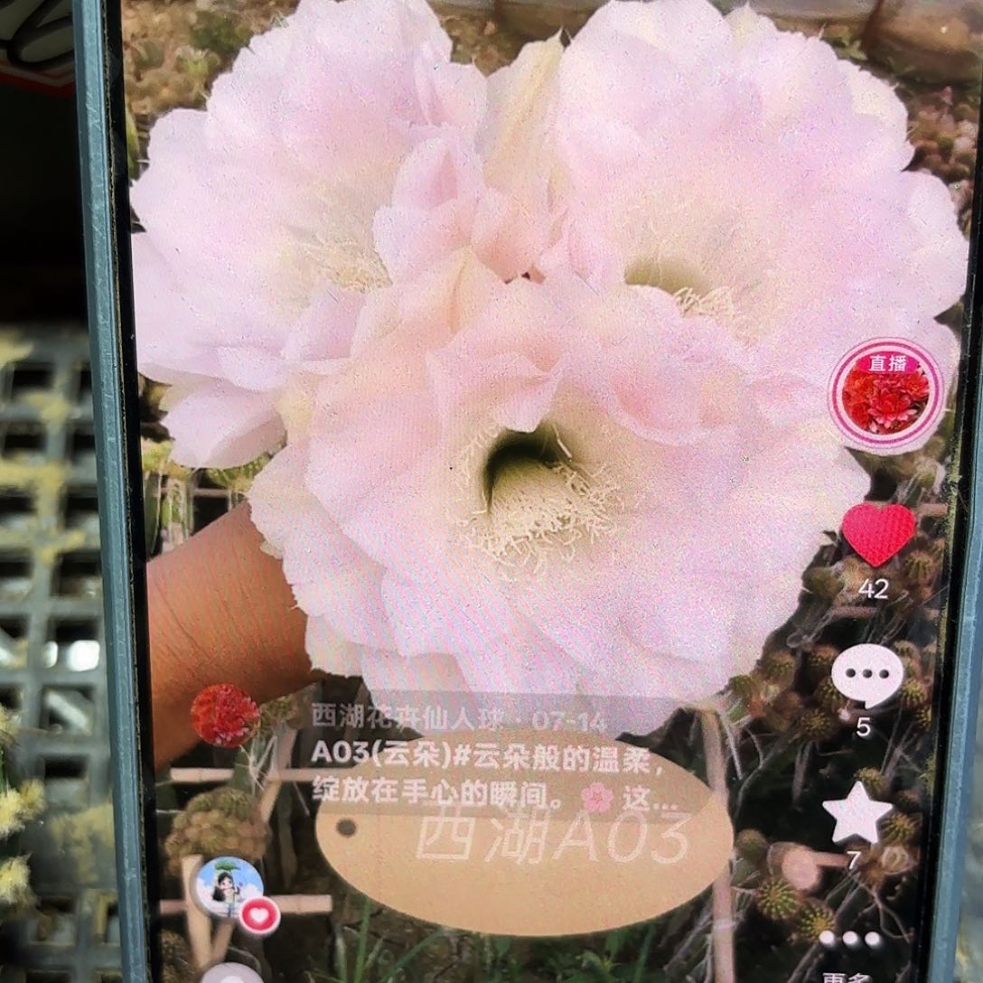 云朵无根侧牙4个公分高28