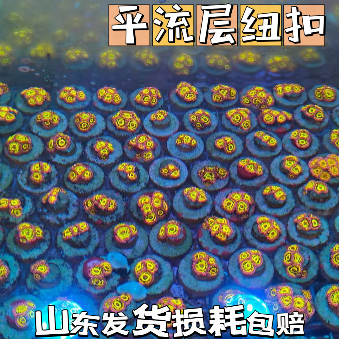 平流层纽扣炫彩纽扣拼盘lps活体海缸纽扣新手珊瑚海葵观赏造景