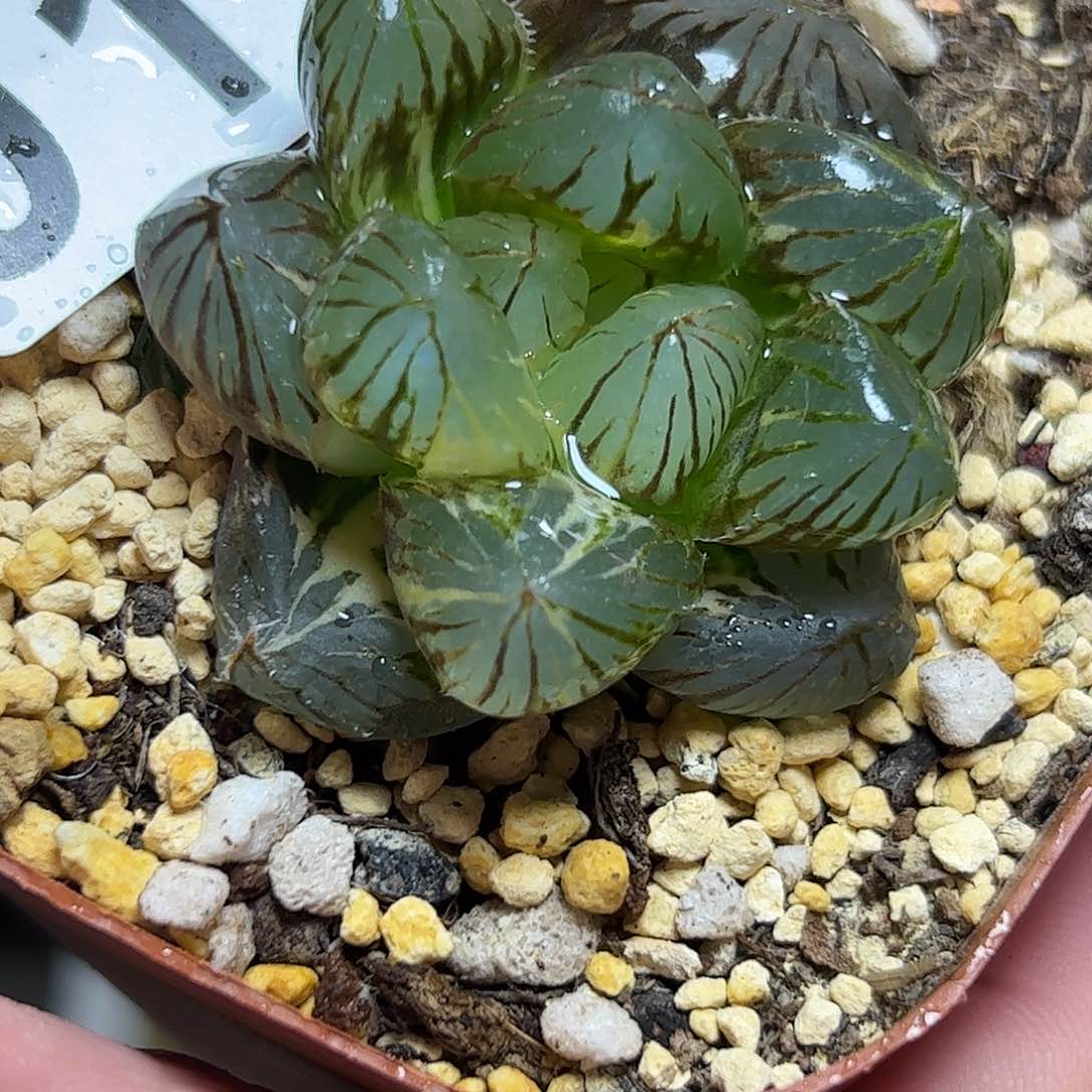 Om锦十二卷多肉植物917