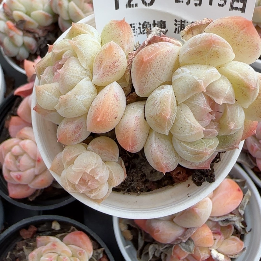 花语逸境0219-126