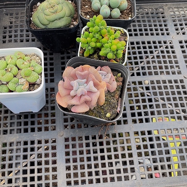 *****24号筐带盆土发货