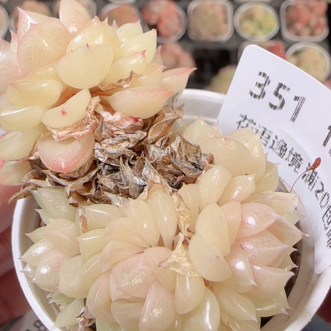 花语多肉1208-351散