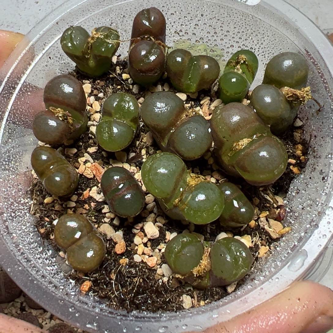 【闪购商品】 478。     