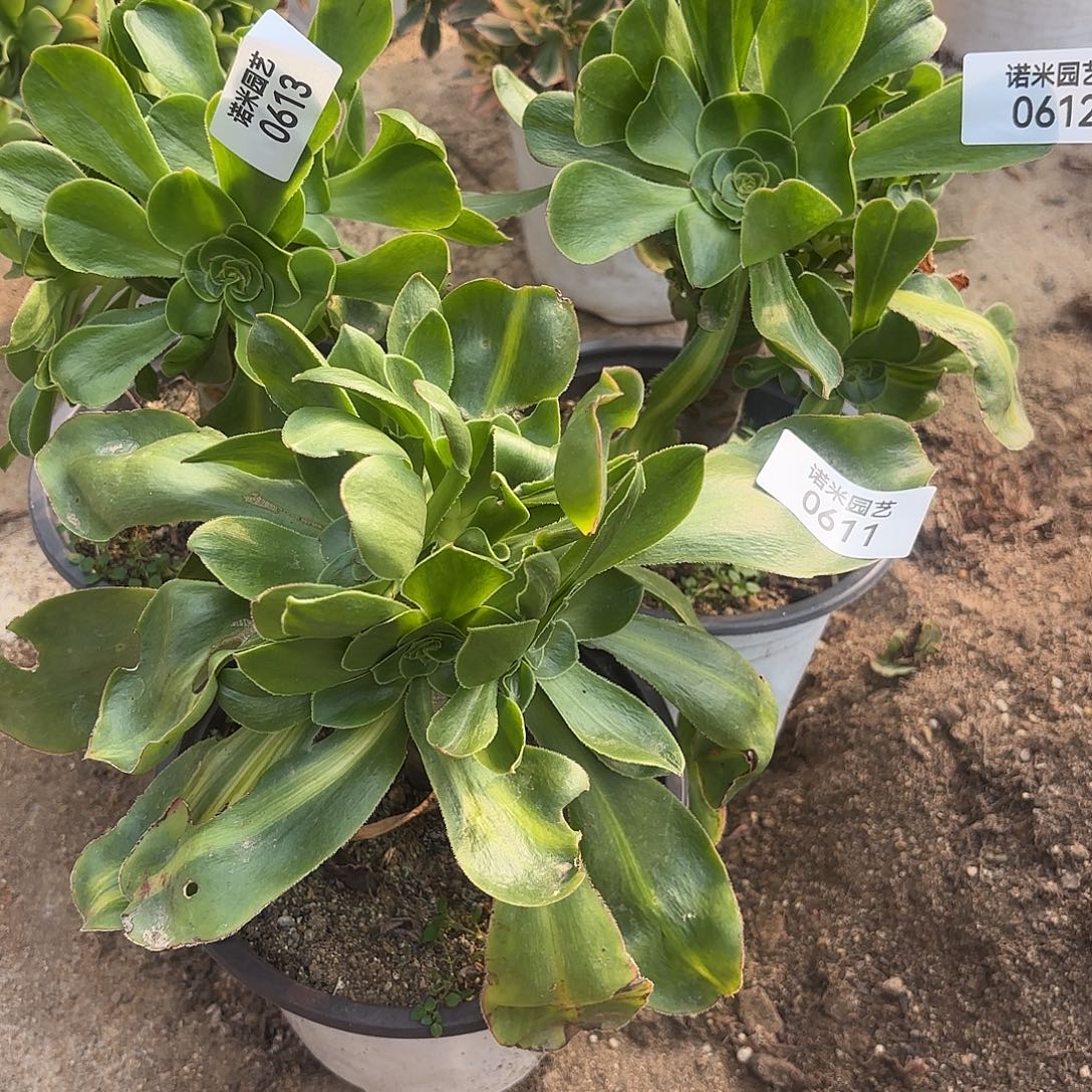 暴君三颗多肉植物611-12-13