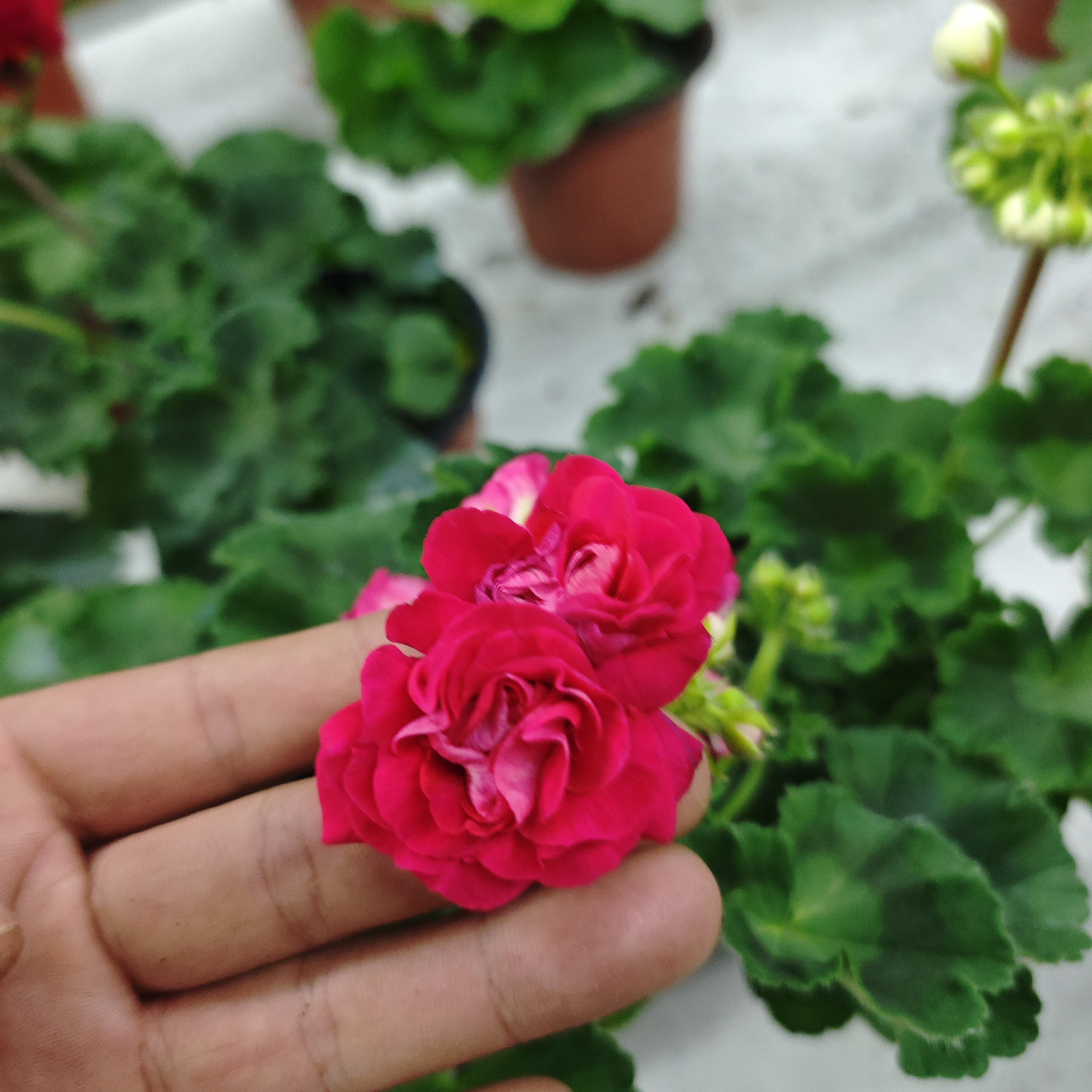 列天竺葵万岁玫瑰