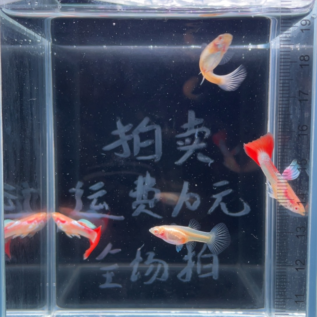 孔雀鱼蓝白火烧云两对