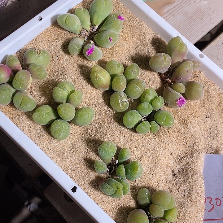 3308。 一颗群生毛翠滴。 