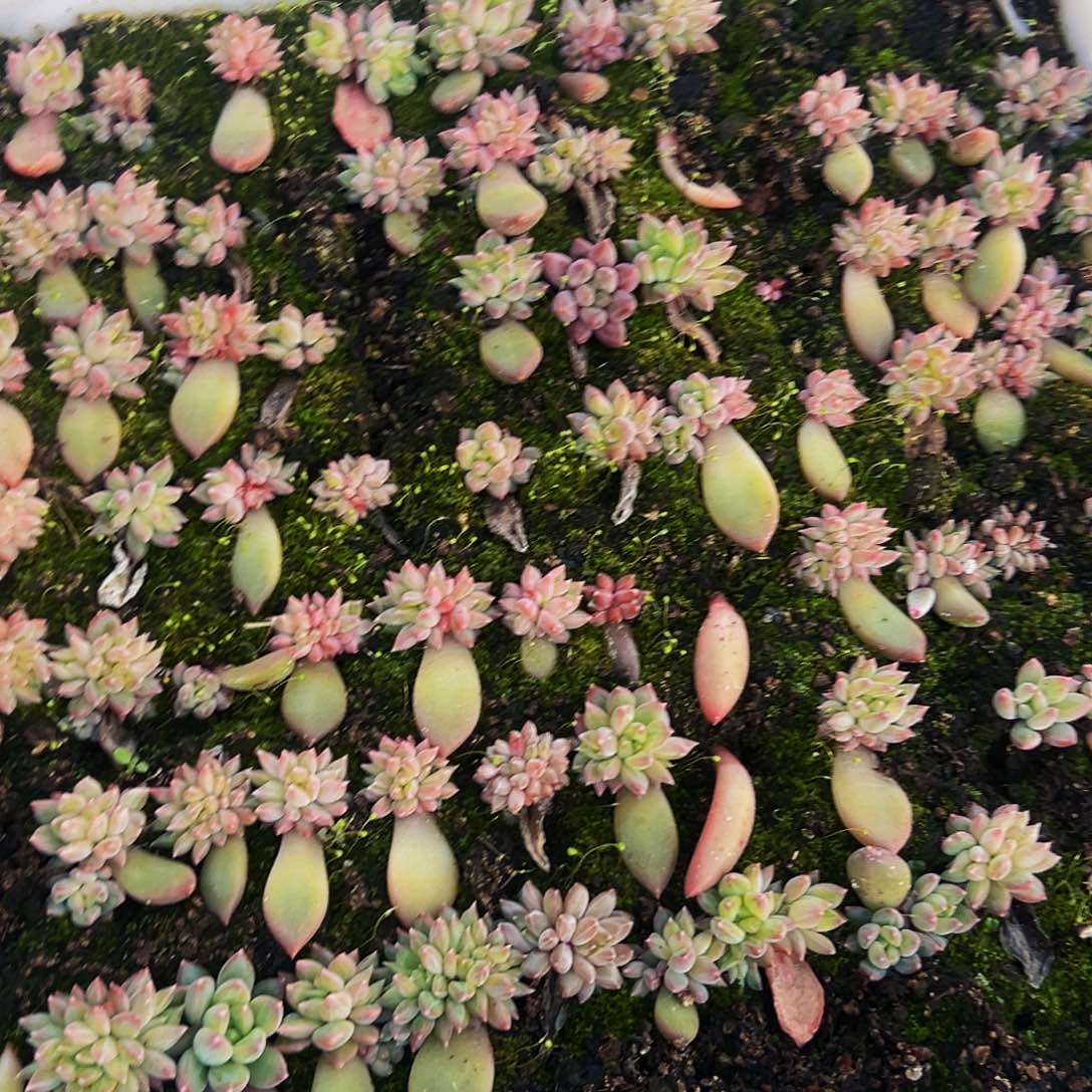 10颗美人系列精品多肉 