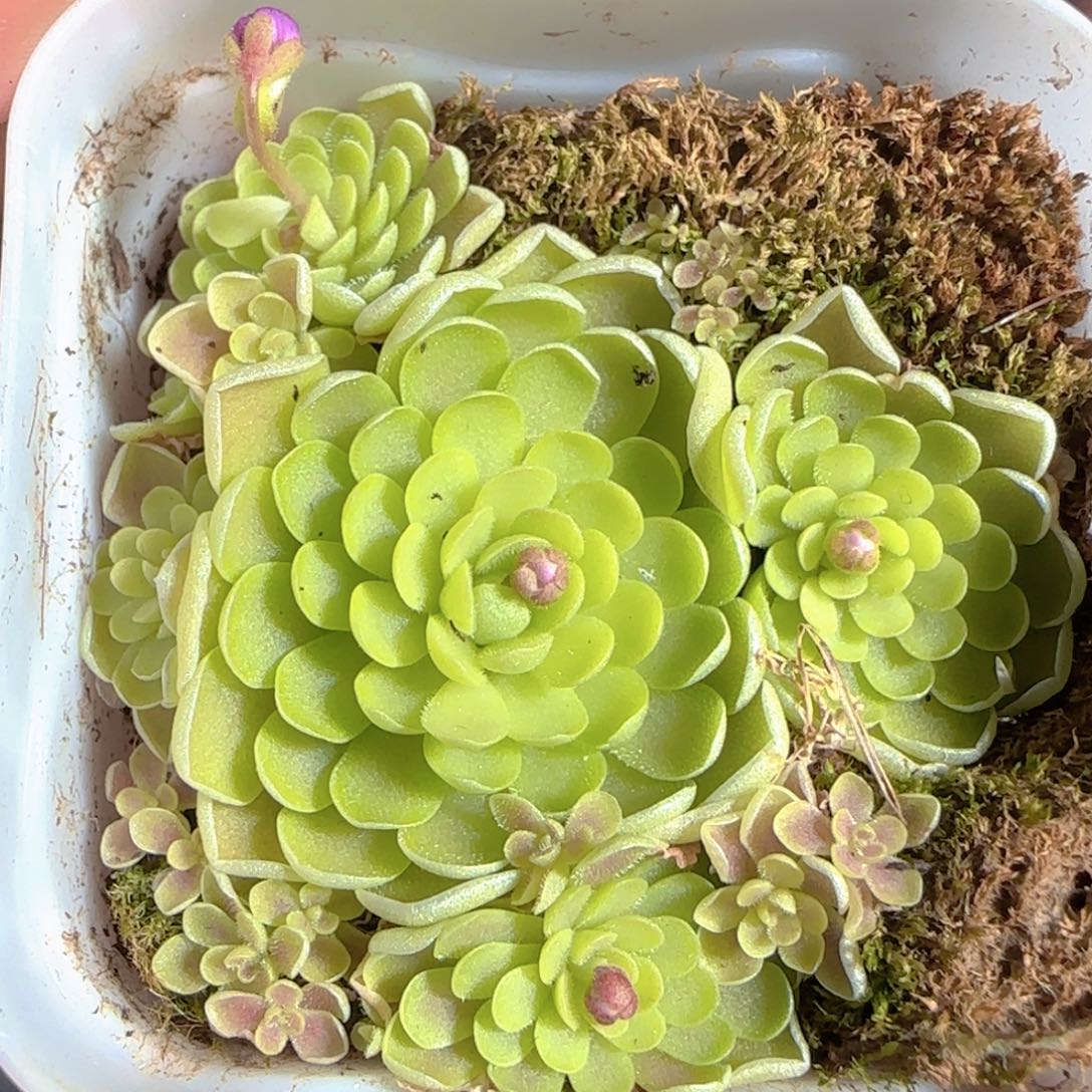 多肉1223-102捕虫堇