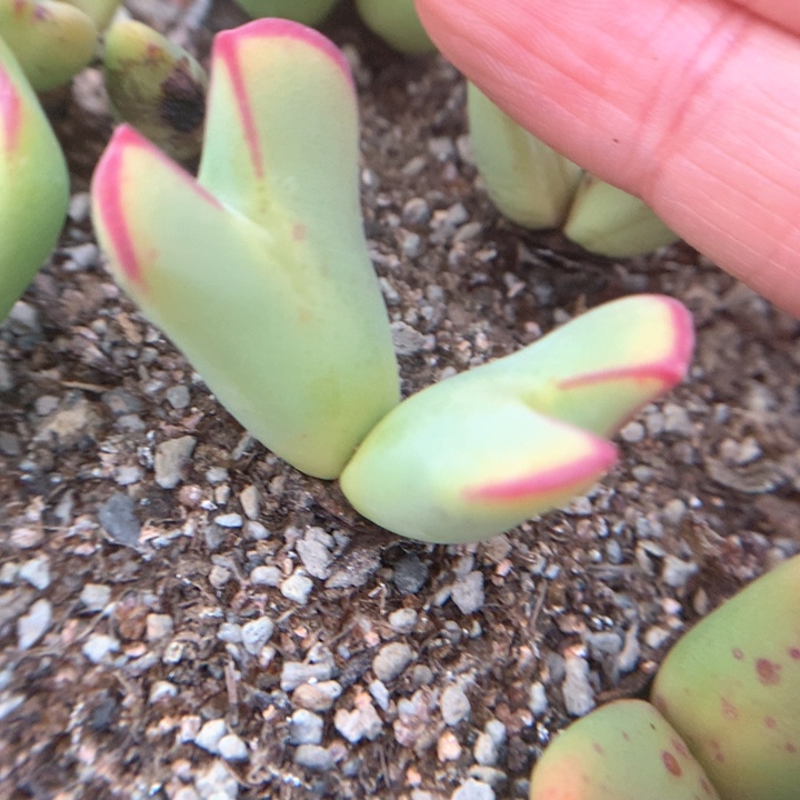 黄体红边少将 肉锥植物