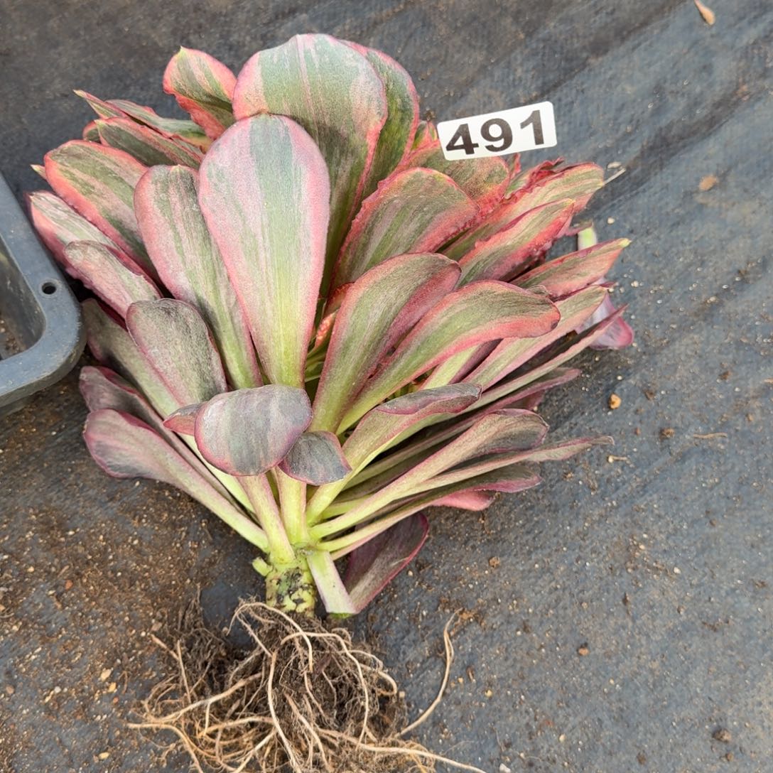 491多肉植物魅金玫瑰心歪特价