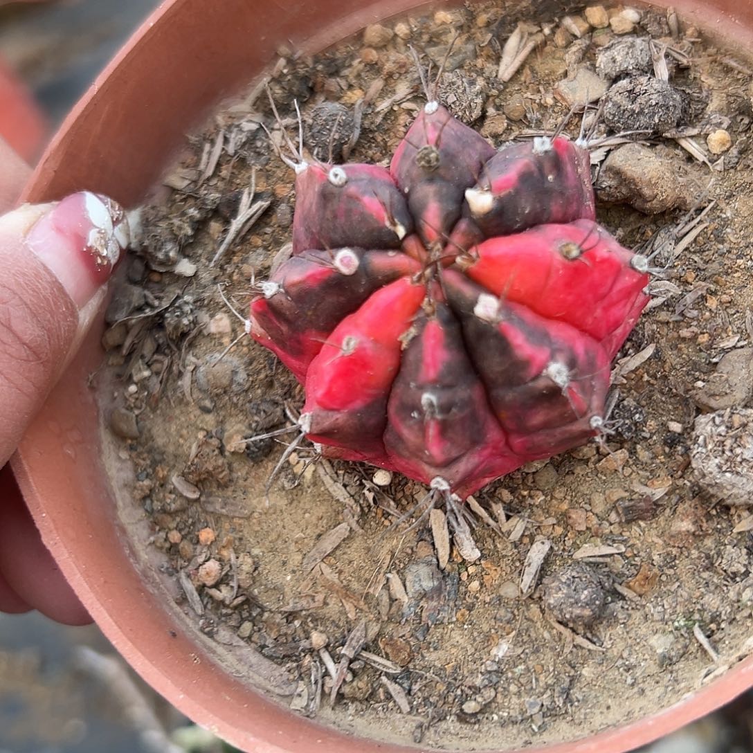 多肉植物多肉植物
