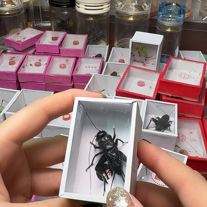 性***陶蟋蟀2条油葫芦。                