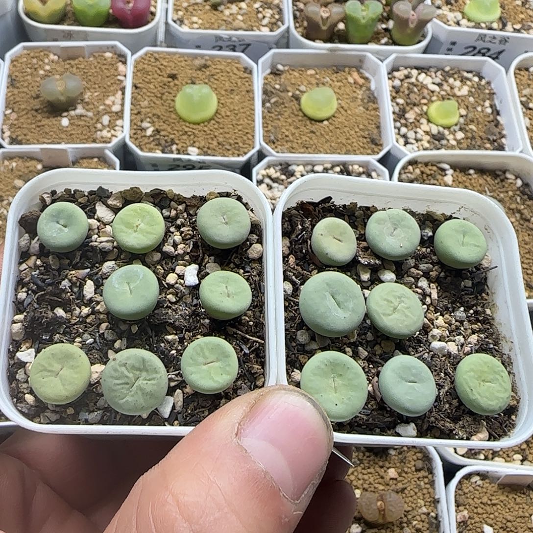 296大型红嘴2盆带盆土